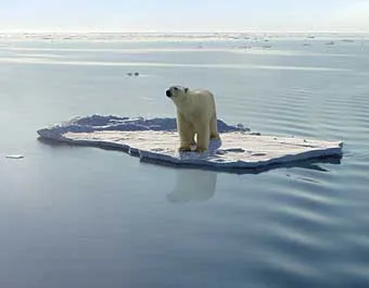 Polar Bear on Ice